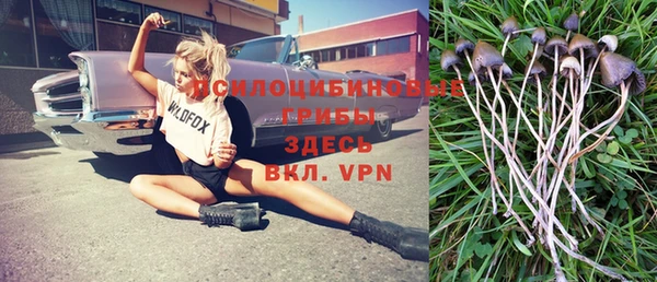индика Новодвинск